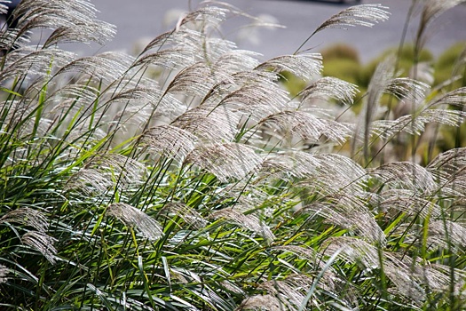 Стало известно о разработке в России новой сельскохозяйственной культуры