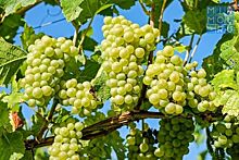 Дагестан представил в Минэкономразвития РФ новую программу развития виноградарства