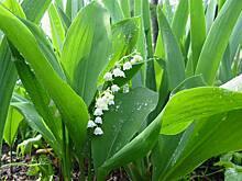 Учительница христианской школы попыталась отравить мужа напитком из цветка