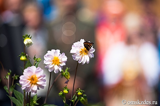 В Омске заметили предвестников лета