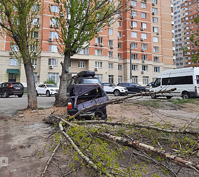 На улице Полины Осипенко дерево раздавило «Оку»