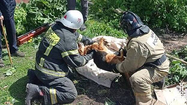 Сотрудники МЧС спасли застрявшую на сутки под бетонными плитами собаку