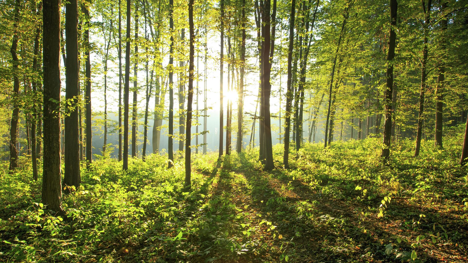 Посещение лесов Подмосковья ограничено до 3 июня