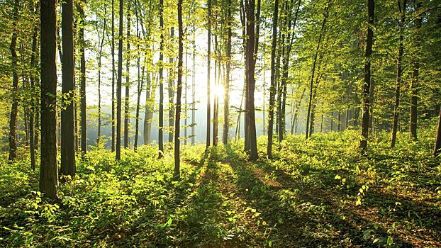 Ученые обнаружили, что леса можно использовать для поиска нейтрино