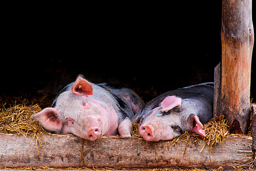 Открыт новый вирус свиней, опасный для человека