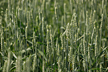 «Август» сделал прогноз относительно сельскохозяйственного сезона 2023
