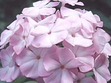 Что нужно знать любителям флоксов об этих цветах - самые важные факты