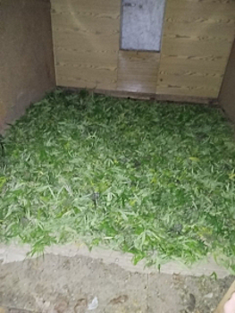 В Мордовии перед судом предстанет наркоагроном, хранивший на заброшенной даче более 2 кг марихуаны