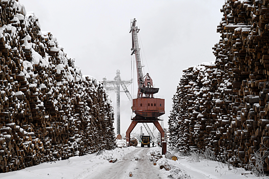 В лесном комплексе Красноярского края начались масштабные сокращения