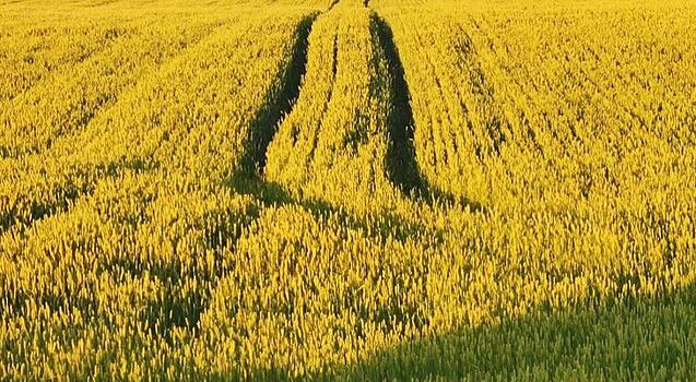 Дронопорт, беспилотники, точная агрохимия: инновации внедряет Агрохолдинг «СТЕПЬ»