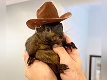 People: житель Лос-Анджелеса изменил жизнь к лучшему благодаря дружбе с белками