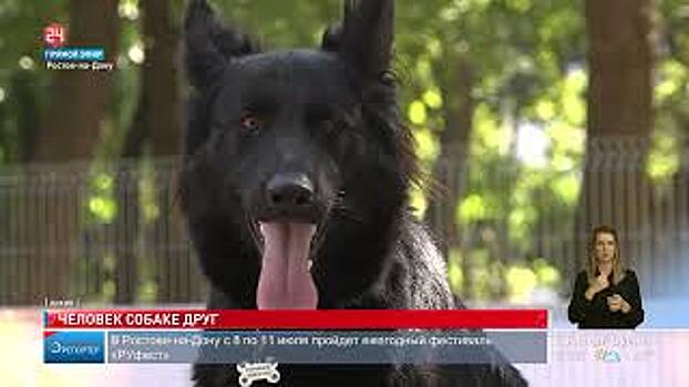 Власти Ростова-на-Дону напоминают, что на территории города действует специальный регламент, где установлены правила выгула домашних животных