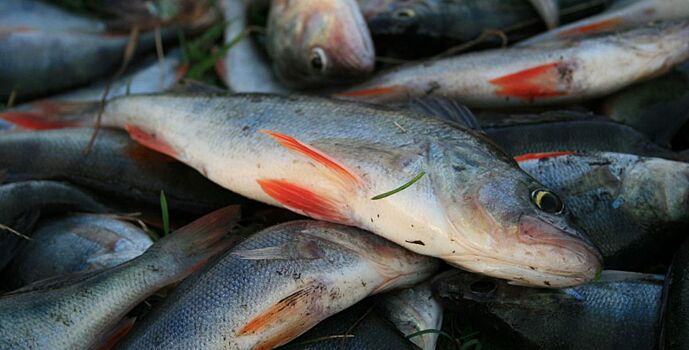 Из Ростовской области в Украину не пропустили 707 кг рыбы и рыбных продуктов