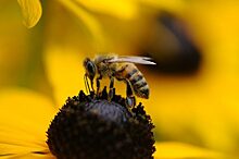 Посетители нового музея на ВДНХ смогут наблюдать за жизнью пчёл круглый год