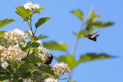 На&nbsp;Западе подчинили рой насекомых для разведки в&nbsp;интересах НАТО