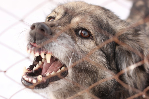 ТАСС: в Туве приняли закон об эвтаназии бездомных животных