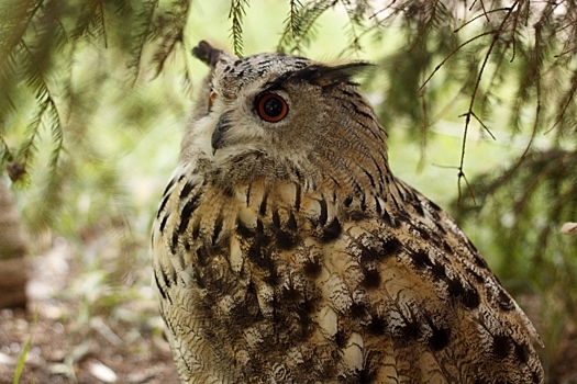 Интеллект спасает птиц от вымирания, выяснили ученые