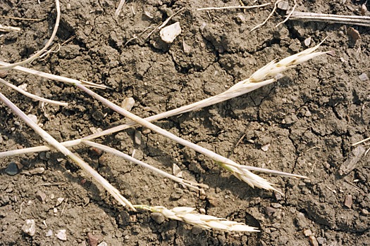 На Ставрополье из-за непогоды прогнозируют снижение урожая зерновых
