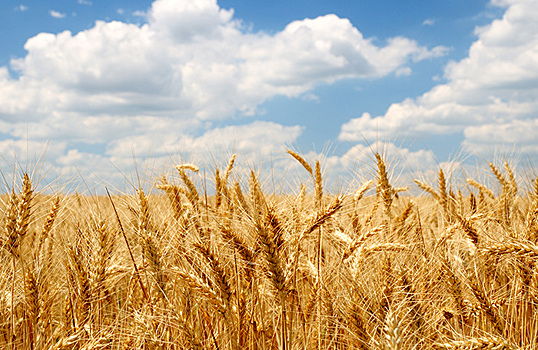 В Аргентине начнут выращивать генно-модифицированную пшеницу