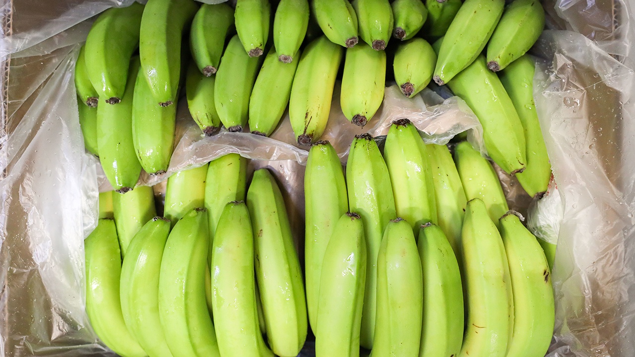 В порту Петербурга на судне нашли партию бананов с 60 кг кокаина