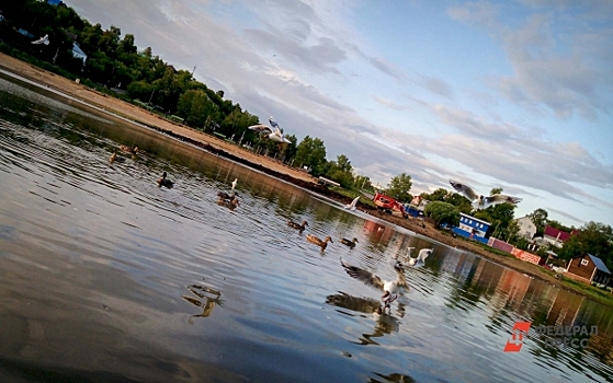 Волонтер из Югры сломала ребра во время спасения лебедей