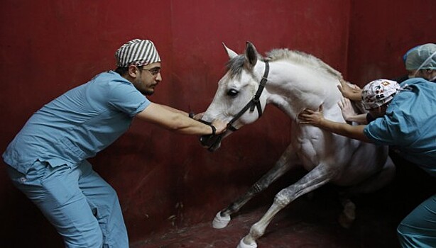 Как в Стамбуле лечат скаковых лошадей