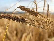 Рекордный урожай: Украина обогатится на зерне