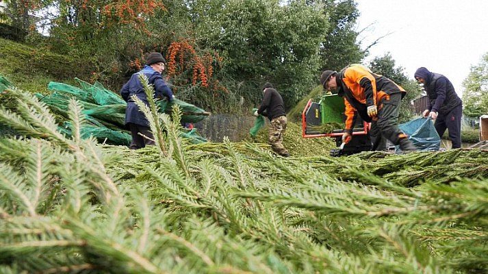 В Сочи стартовал муниципальный проект «Сдай елку на доброе дело»
