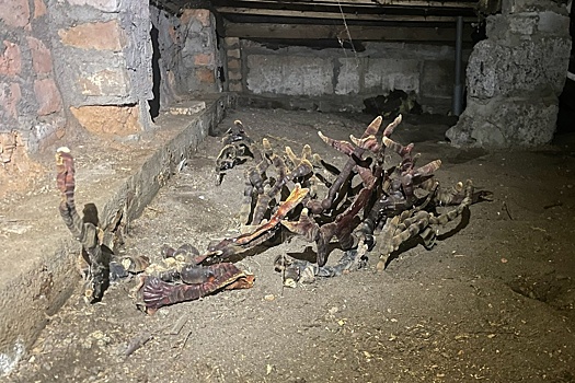 Жуткое создание выросло в подвале жилого дома в Ленинградской области