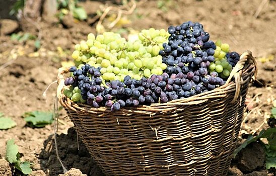 Сбор винограда в Краснодарском крае в этом году осложнила погода