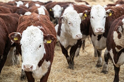 “Инвест-Регион” от 29.06.2020