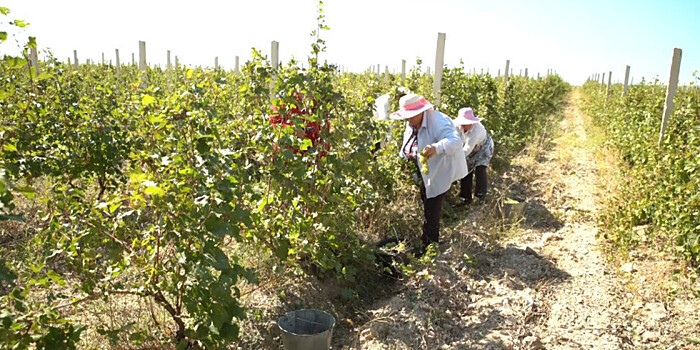Арагацотнская область: виноградный рай Армении