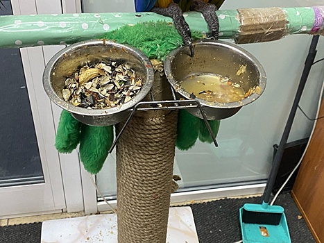 "Еле шевелятся": состояние выставленных в кузбасском ТЦ птиц напугало горожан