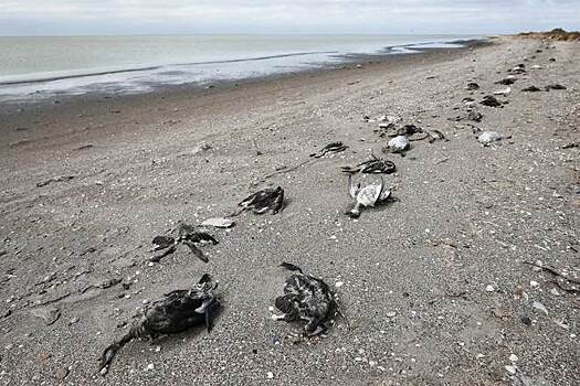 Крымский берег усыпало мертвыми утками