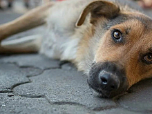 В Казани возбудили уголовное дело по факту расстрела бездомной собаки