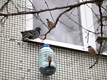 Эксперты призвали саратовцев не подкармливать перелетных птиц до морозов