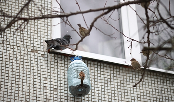 Эксперты призвали саратовцев не подкармливать перелетных птиц до морозов