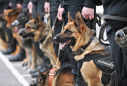 В РФ создали военную кинологическую службу