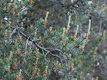 Полиция Курска напомнила о штрафах за незаконную вырубку новогодних елок