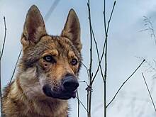 Дороже Джина только Оля: правда ли гонорар собаки-артиста выше, чем у Бузовой?