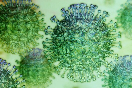 Швейцарских учёных затравили за искусственное создание генома коронавируса