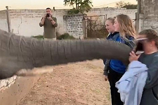 Девушка попыталась сфотографировать слона и получила хоботом по лицу