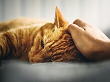 Женщина сломала стену, чтобы освободить своего кота, замурованного строителями