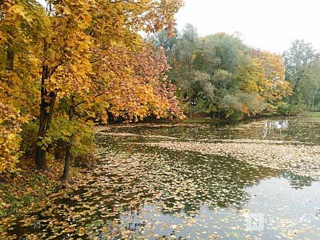 Пасмурная и дождливая погода ждет нижегородцев на следующей неделе