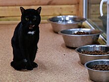 Ветеринар рассказал о вреде частой смены кормов для животных