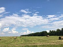 Нижегородские аграрии приступили к уборке зерновых культур
