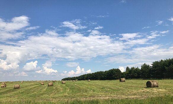 Нижегородские аграрии приступили к уборке зерновых культур