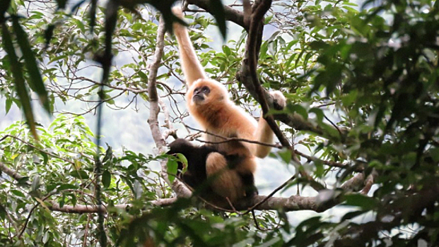 Хайнань: экологический проект помогает увеличить популяцию самого редкого в мире примата