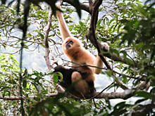 Хайнань: экологический проект помогает увеличить популяцию самого редкого в мире примата