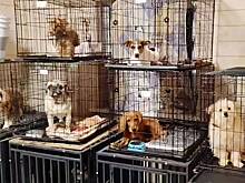 Дело скандальной «тюрьмы для собак» передали российской полиции